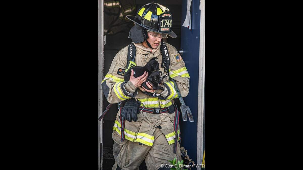 Firefighters found three small puppies while battling a blaze at a west Fort Worth apartment complex on Monday, July 27. The animals were unharmed and were reunited with their owner. Firefighters found three small puppies while battling a blaze at a west Fort Worth apartment complex on Monday, July 27. The animals were unharmed and were reunited with their owner.